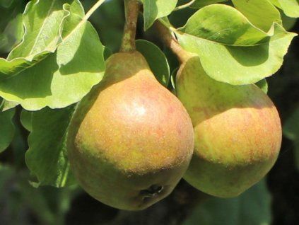 Hrušeň zakrslá 'Garden Pearl'  Pyrus communis 'Garden Pearl'