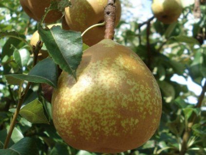 Hrušeň 'General Leclerc'  Pyrus communis 'General Leclerc'