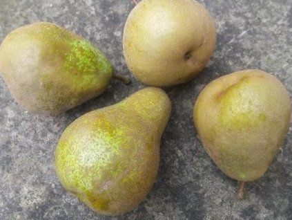 Hrušeň 'Grosdemange'  Pyrus communis 'Grosdemange'