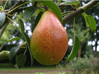 Hrušeň 'Gute Luise'  Pyrus communis 'Gute Luise'