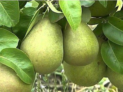 Hrušeň 'Hardyho máslovka'  Pyrus communis 'Hardyho máslovka'