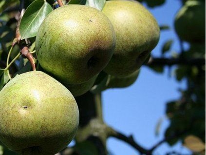 Hrušeň 'Jana'  Pyrus communis 'Jana'
