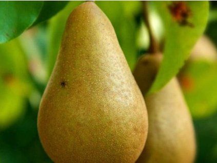 Hrušeň 'Madame Verté'  Pyrus communis 'Madame Verté'