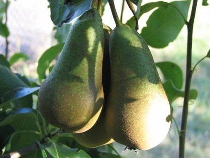 Hrušeň 'Monika'  Pyrus communis 'Monika'