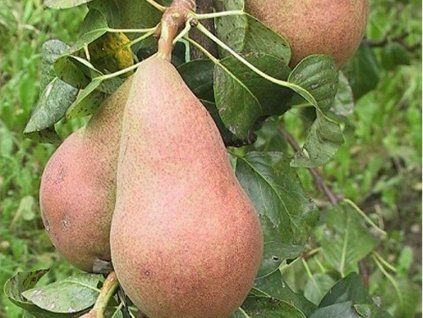 Hrušeň 'Nitra'  Pyrus communis 'Nitra'