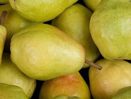 Hrušeň 'Novembra'  Pyrus communis 'Novembra'