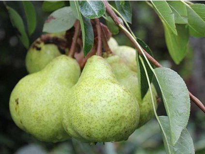 Hrušeň 'Packhams Triumph'  Pyrus communis 'Packham's Triumph'