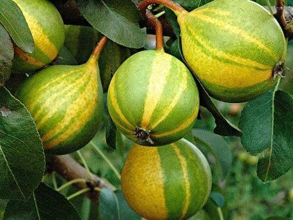 Hrušeň 'Schweizer Hose'  Pyrus communis 'Schweizer Hose'