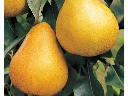 Hrušeň zakrslá 'Sunrise'  Pyrus communis 'Sunrise'