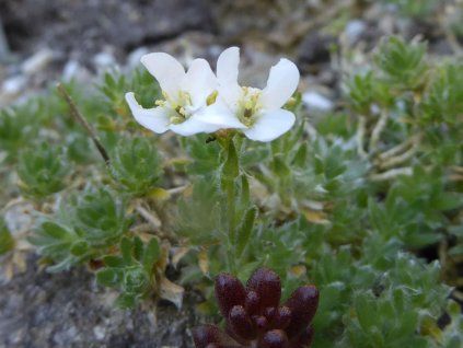 Huseník androsacea - Arabis androsacea  Arabis androsacea