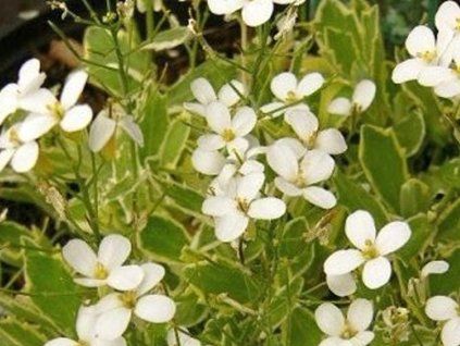 housen�k variegata