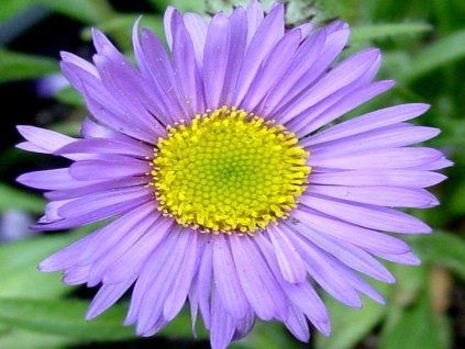 hv�zdice alpsk�