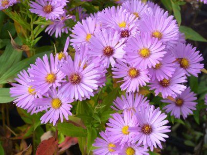 Hvězdnice křovitá 'Herbstgruss Von Bresserhof' - Aster dumosus 'Herbstgruss Von Bresserhof'  Aster dumosus 'Herbstgruss Von Bresserhof'