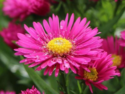 kissen aster starlight m011332 w 9