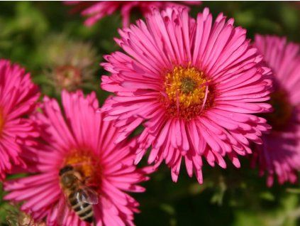 510 Aster 20novae angliae 20Andenken 20an 20Alma 20Poetschke Raublatt Aster 1