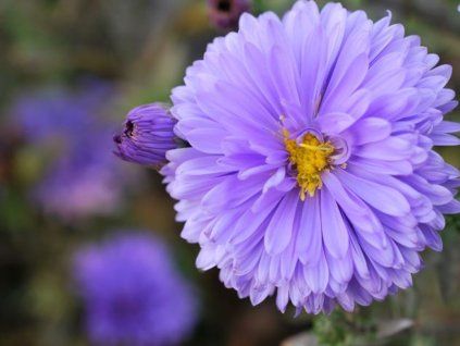 Hvězdnice novobelgická 'Marie Ballard' - Aster novi-belgii 'Marie Ballard'  Aster novi-belgii 'Marie Ballard'
