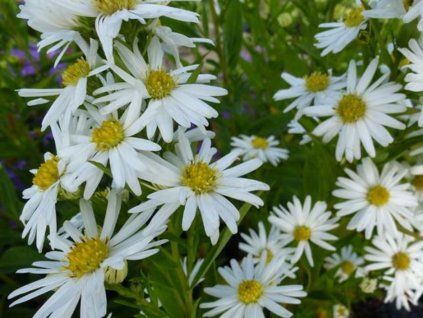Hvězdnice novobelgická 'Schneeberg' - Aster novi-belgii 'Schneeberg'  Aster novi-belgii 'Schneeberg'