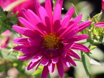 Hvězdnice novobelgická 'Winston Churchill' - Aster novi-belgii 'Winston Churchill'  Aster novi-belgii 'Winston Churchill'