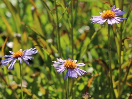 Hvězdnice tongolská 'Wartburgstern' - Aster tongolensis 'Wartburgstern'  Aster tongolensis 'Wartburgstern'