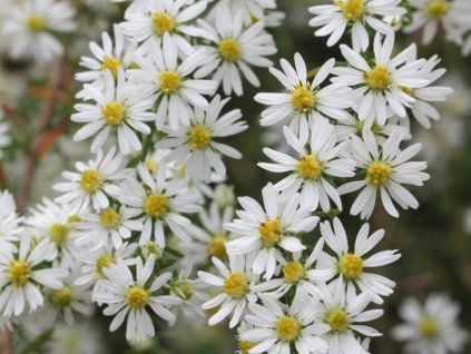 Hvězdnice vřesovcová 'Schneetanne' - Aster ericoides 'Schneetanne'  Aster ericoides 'Schneetanne'
