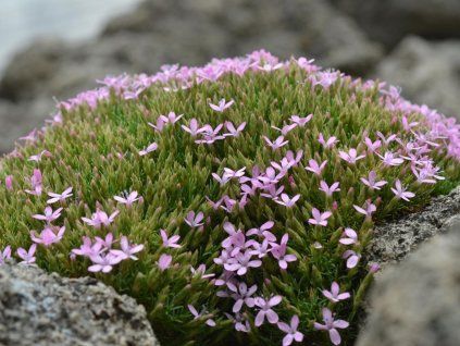 Dianthus arpadianus v. pumilus D160 16 1