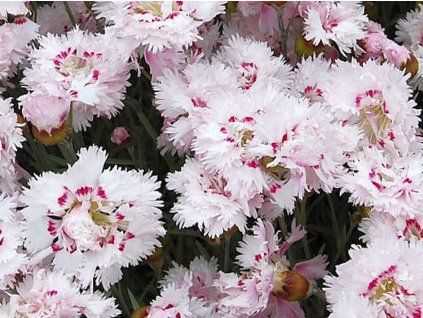 Hvozdík péřitý 'Ine' - Dianthus plumarius 'Ine'  Dianthus plumarius 'Ine'