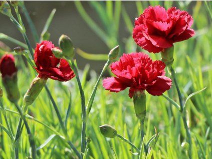 Hvozdík péřitý 'Munot' - Dianthus plumarius 'Munot'  Dianthus plumarius 'Munot'