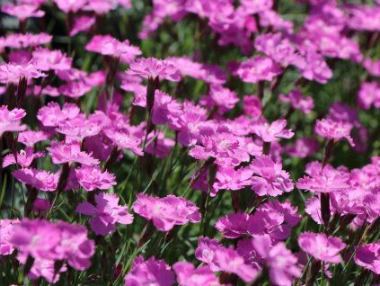 41676 hvozdik sivy eydangeri dianthus gratianopolitanus eydangeri