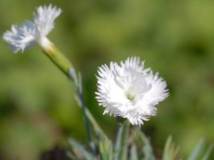 Hvozdík sivý 'Ohrid' - Dianthus gratianopolitanus 'Ohrid'  Dianthus gratianopolitanus 'Ohrid'