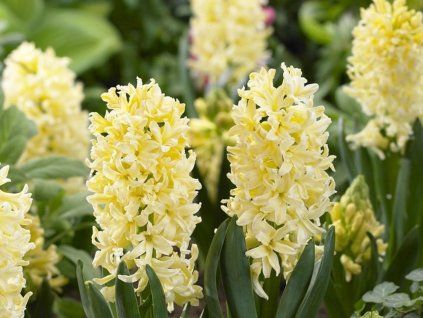 Hyacint 'Gipsy Princess' (Balení cibule 15/16 - 5 ks)