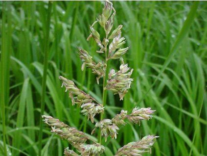 Chrastice rákosovitá - Phalaris arundinacea  Phalaris arundinacea
