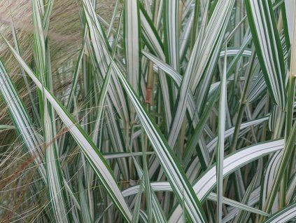 Chrastice rákosovitá 'Feesey' - Phalaris arundinacea 'Feesey'  Phalaris arundinacea 'Feesey'