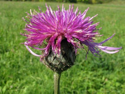 Chrpa čekánek - Centaurea scabiosa  Centaurea scabiosa
