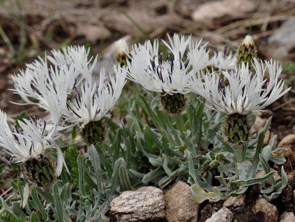 Chrpa pindicola - Centaurea pindicola  Centaurea pindicola