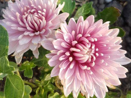 Chryzantéma 'Orchid Helen' - Chrysanthemum indicum 'Orchid Helen'  Chrysanthemum indicum 'Orchid Helen'