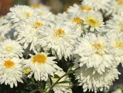 Chryzantéma 'Schneewolke' - Chrysanthemum indicum 'Schneewolke'  Chrysanthemum indicum 'Schneewolke'