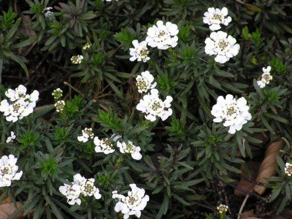 Iberka vždyzelená 'Findel' - Iberis sempervirens 'Findel'  Iberis sempervirens 'Findel'