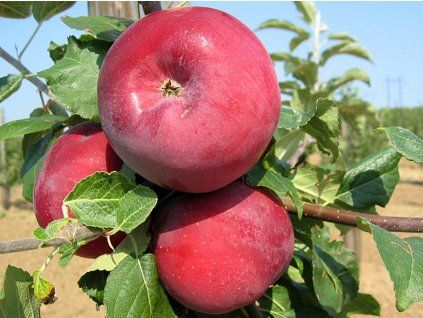 Jabloň 'Admirál'  Malus domestica 'Admirál'