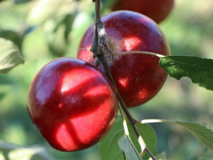 Jabloň 'Allegro'  Malus domestica 'Allegro'