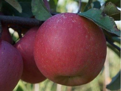 Jabloň 'Beni Shogun'  Malus domestica 'Beni Shogun'