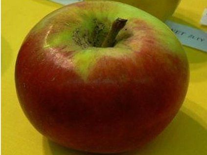Jabloň 'Berlepschova Reneta'  Malus domestica 'Berlepschova Reneta'