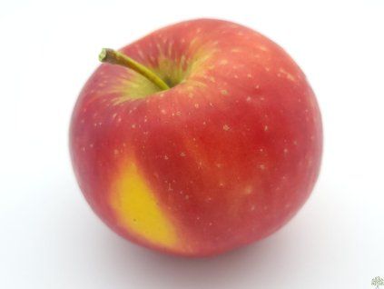 Jabloň 'Bohemia'  Malus domestica 'Bohemia'