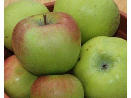 Jabloň 'Boikovo'  Malus domestica 'Boikovo'