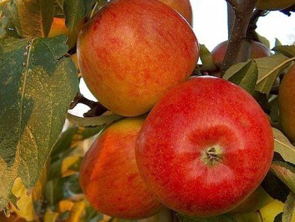 Jabloň 'Braeburn Red'  Malus domestica 'Braeburn Red'