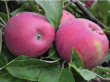 Jabloň 'Cortland Wicki'  Malus domestica 'Cortland Wicki'