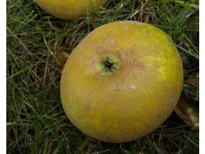Jabloň 'Coulonova Reneta'  Malus domestica 'Coulonova Reneta'