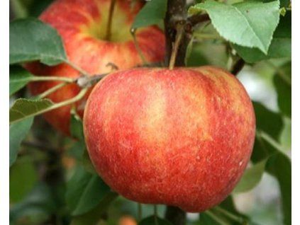 Jabloň zakrslá 'Croquella'  Malus domestica 'Croquella'