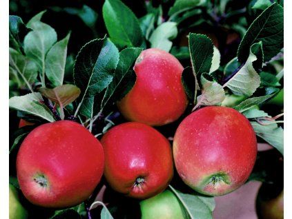 Jabloň 'Daria'  Malus domestica 'Daria'