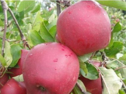 Jabloň 'Dark Rubín'  Malus domestica 'Dark Rubín'