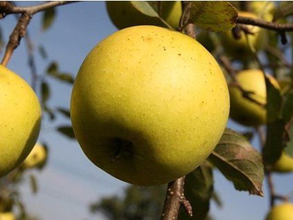 Jabloň 'Denár'  Malus domestica 'Denár'